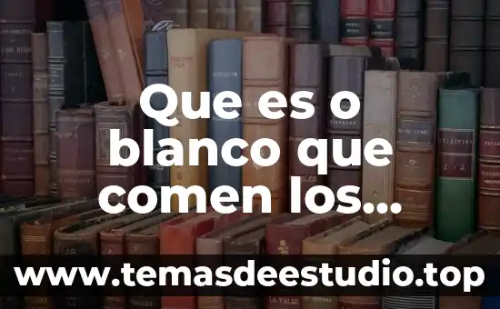 Que es lo que mas comen las cucarachas 8 Que es o blanco que comen los chinos