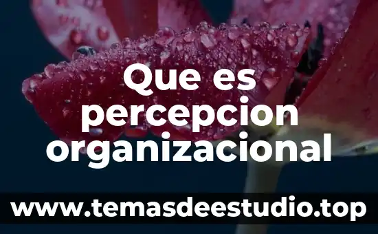 Que es jaguares animal 5 Que es percepcion organizacional