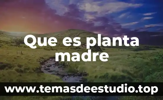Planta de menta que es 3 Que es planta madre