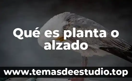 Que es la planta lichi 8 Qué es planta o alzado