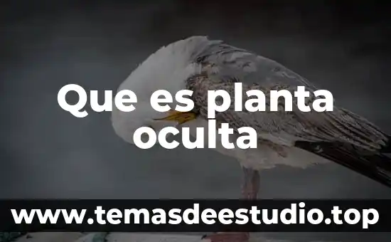 Tatinos en una planta que es 6 Que es planta oculta