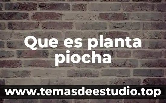 Que es una planta mimosa y la descripción 4 Que es planta piocha