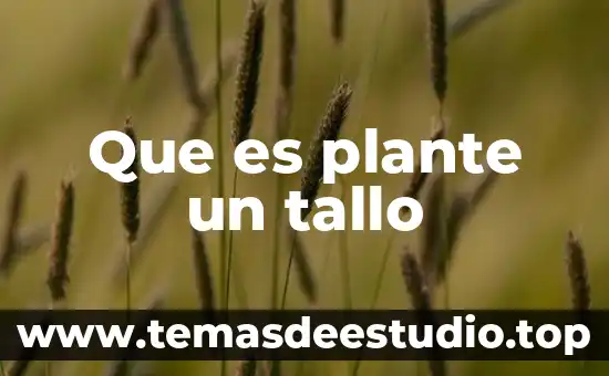 Qué es diagrama de tallo y hojas en matemáticas 3 Que es plante un tallo