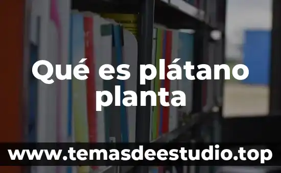 Tatinos en una planta que es 8 Qué es plátano planta