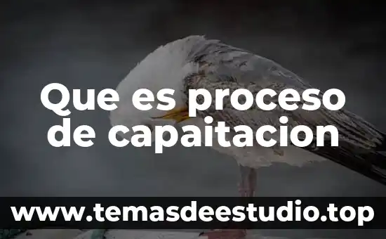 Qué es el rescate selectivo en obra civil 3 Que es proceso de capaitacion
