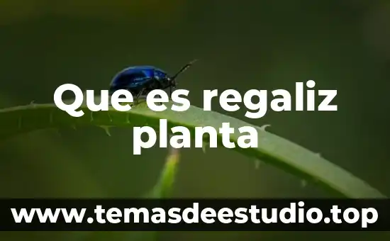 Para que es la planta albahaca 6 Que es regaliz planta