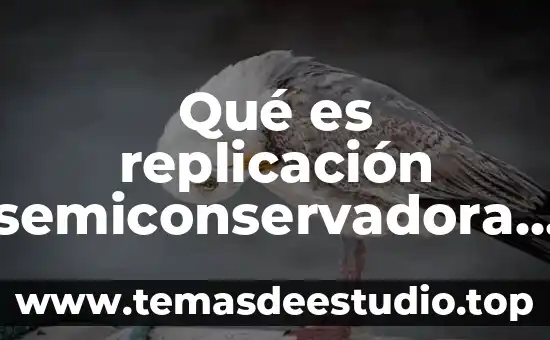 Que es ser perfecto para dios 4 Qué es replicación semiconservadora y para qué sirve