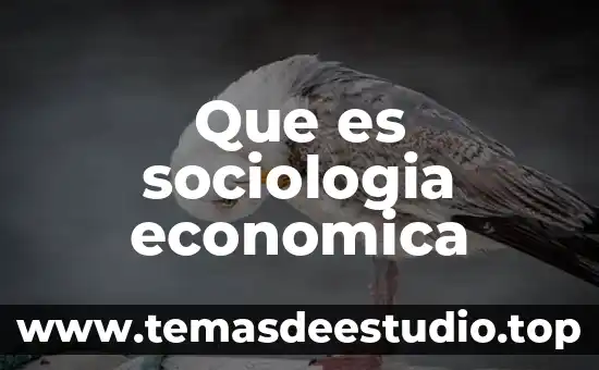 Que es sociologia economica