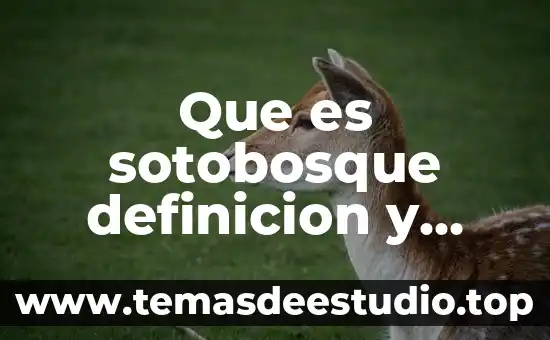 Que es sotobosque definicion y concepto