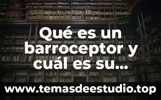 Que es un historiador y cual es su función 7 Qué es un barroceptor y cuál es su función