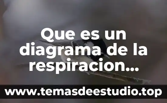 Animal que es amigo de todos los animales 8 Que es un diagrama de la respiracion animales