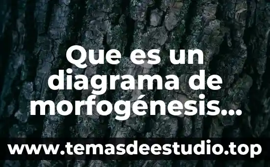 Que es la division tripartita en arquitectura 8 Que es un diagrama de morfogénesis en arquitectura