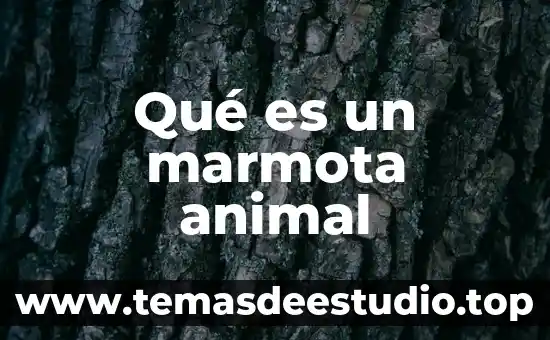 Que es la musica del anime 8 Qué es un marmota animal