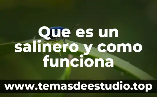 Que es un salinero y como funciona