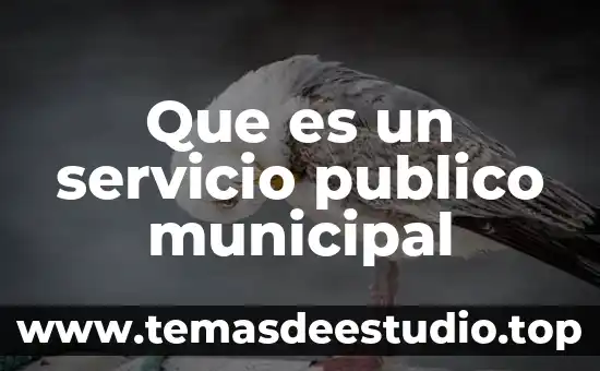 Que es servicio de almuerzo 3 Que es un servicio publico municipal