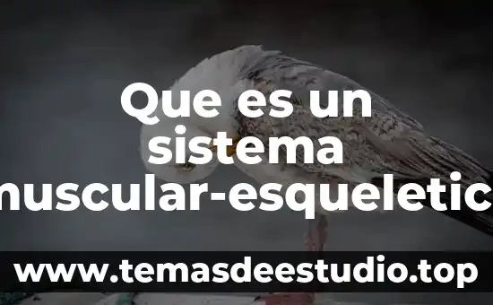 Que es un sistema muscular-esqueletico