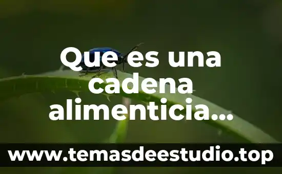 Que es el sol dibujos 8 Que es una cadena alimenticia dibujos