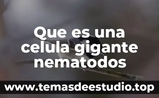 Qué es el mitocondria de la célula animal función 5 Que es una celula gigante nematodos