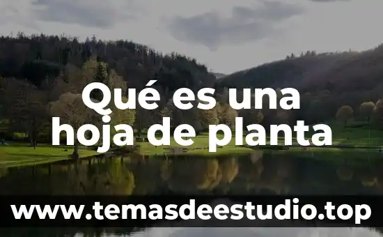 Qué es un vhupon de la planta 5 Qué es una hoja de planta