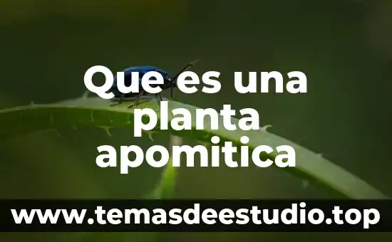 Planta de menta que es 7 Que es una planta apomitica