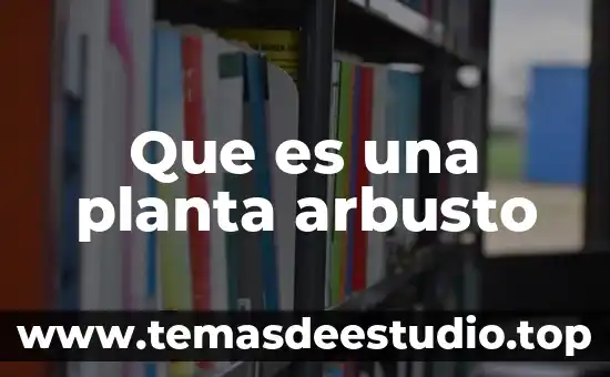 Planta de menta que es 4 Que es una planta arbusto