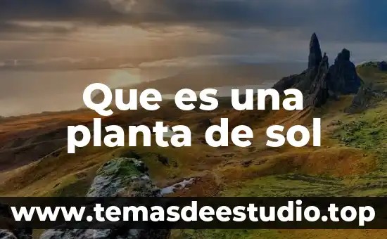 Que es un angios de un planta 6 Que es una planta de sol