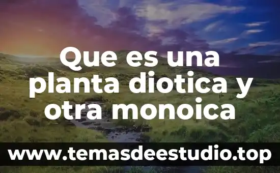Que es planta piocha 3 Que es una planta diotica y otra monoica