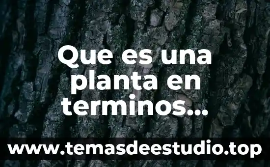 Que es planta piocha 7 Que es una planta en terminos biologicos