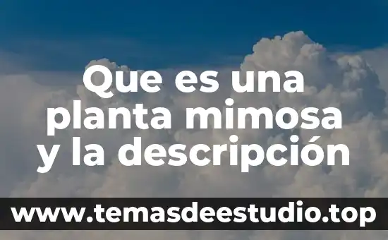Que es planta piocha 4 Que es una planta mimosa y la descripción