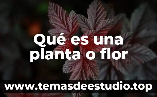 Qué es un termopar tipo K 4 Qué es una planta o flor