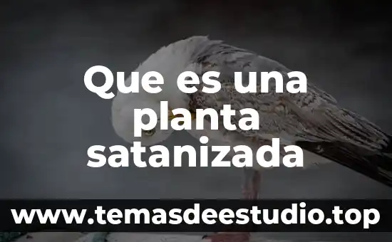 Qué es planta o alzado 8 Que es una planta satanizada