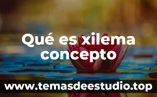 Qué es xilema concepto