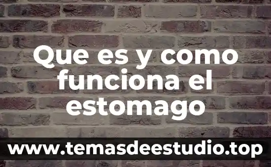 Definición y qué es tolerancia 7 Que es y como funciona el estomago