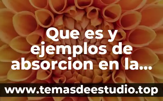 Que es el estoma y sus ejemplos 5 Que es y ejemplos de absorcion en la quimica