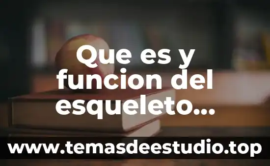 Qué es el humor vítreo función 4 Que es y funcion del esqueleto appendicular