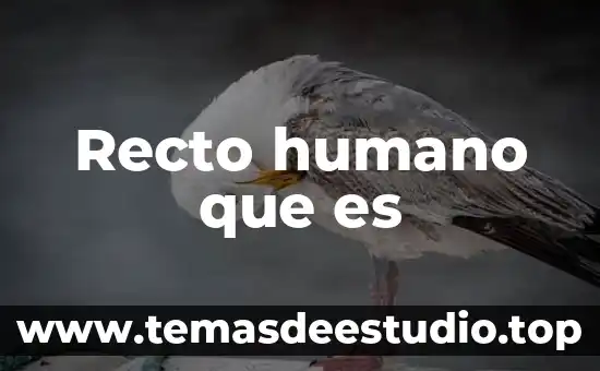 Qué es el vacuno definición 5 Recto humano que es