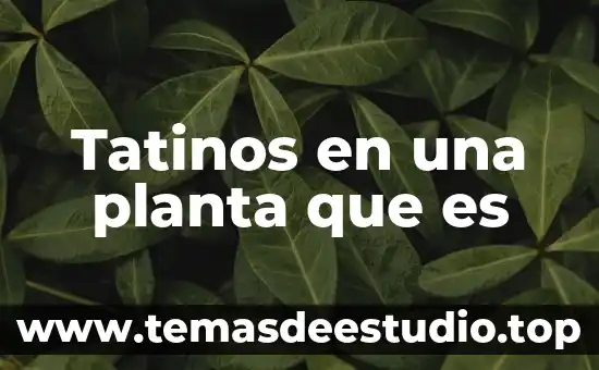 Para que es la planta passiflora 8 Tatinos en una planta que es