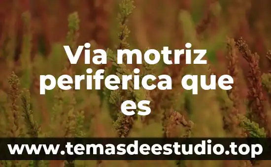 Y que es la verdad 8 Via motriz periferica que es