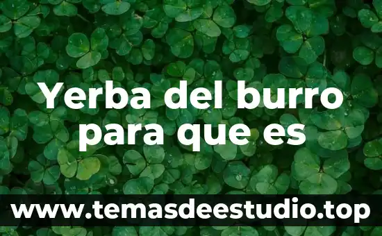 Que es una corta de saneamiento 7 Yerba del burro para que es